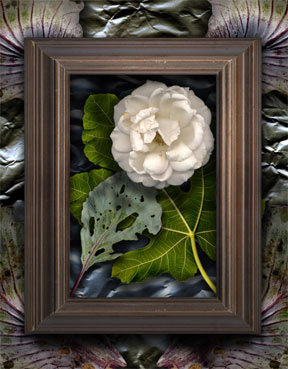 Photograph: Peter Gorwin